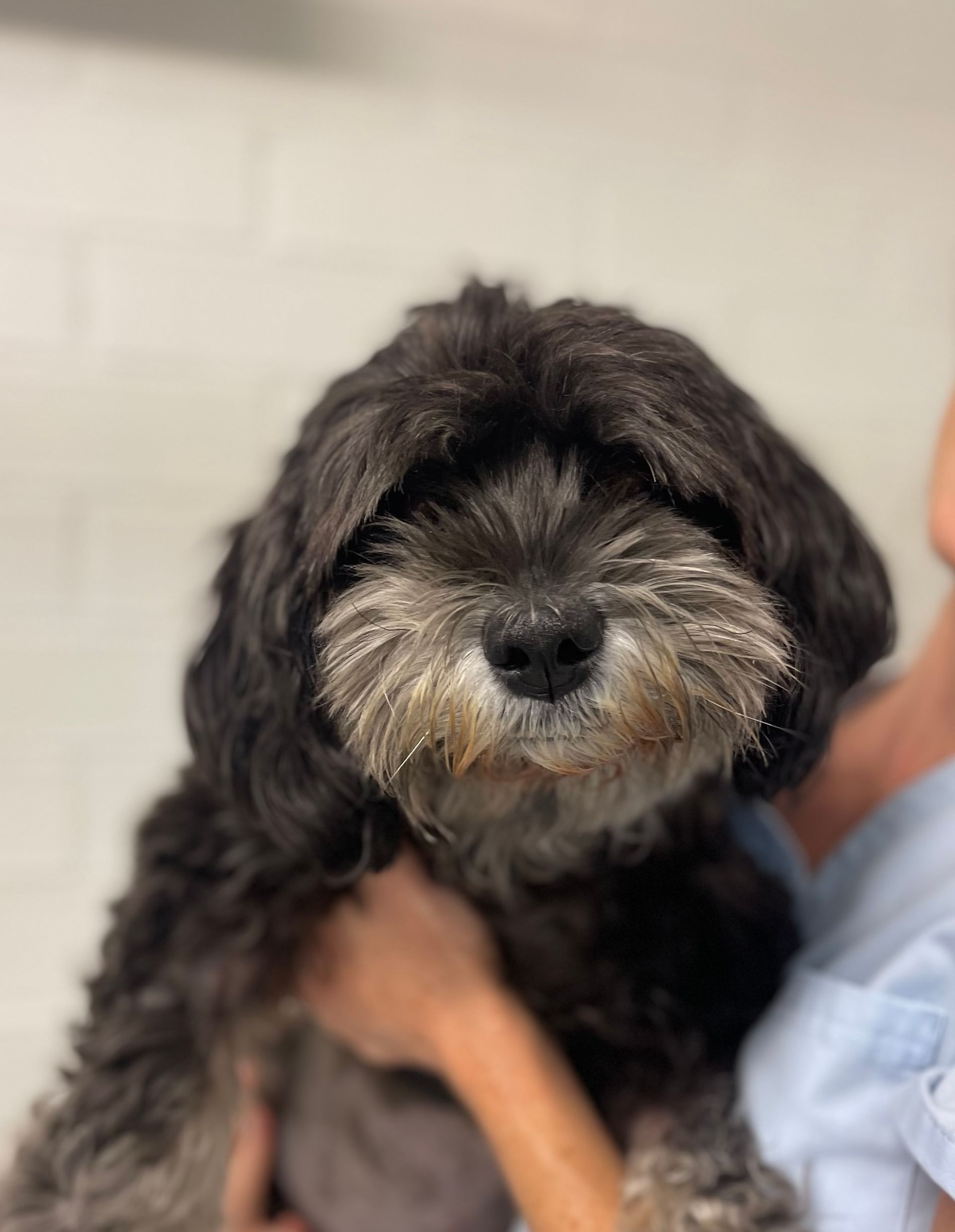 Black and Grey Fluffy Dog Being Held — Diamond Beach Veterinary Clinic In Diamond Beach, NSW