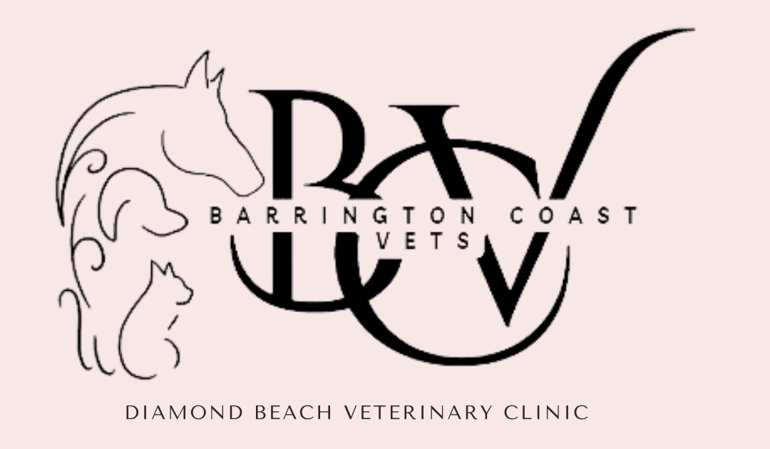 Your Local Vet On The Mid North Coast