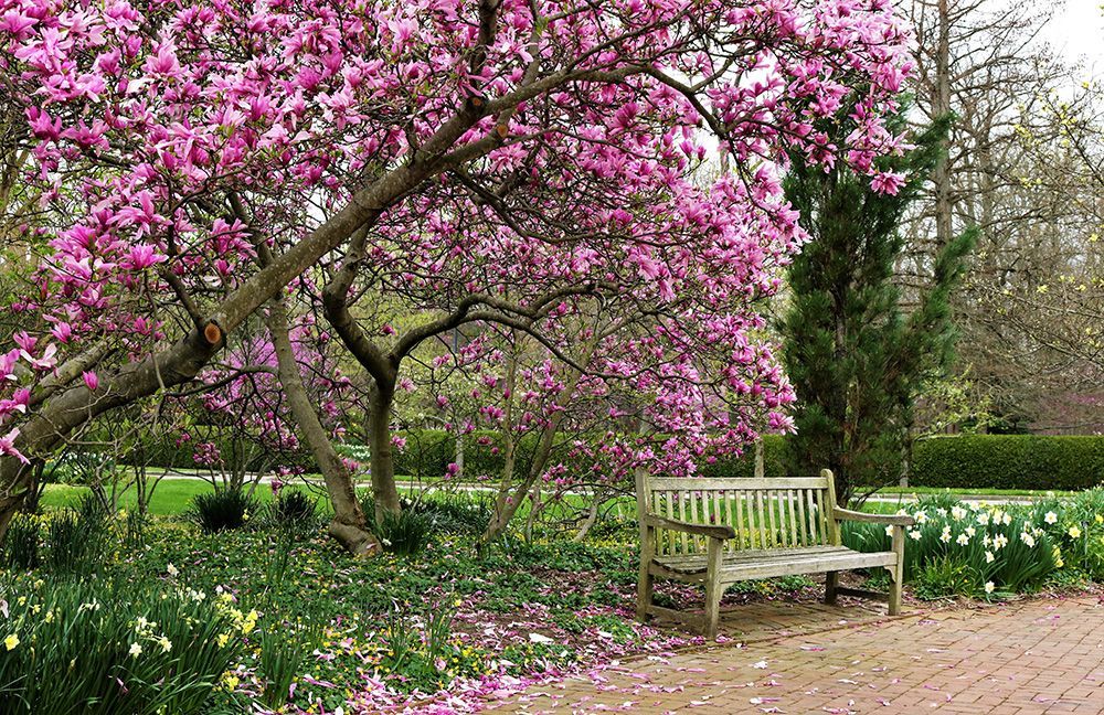 Pink-flowered magnolia tree in bloom over a wooden bench in a park.