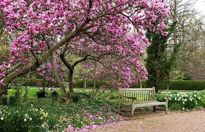 Pink-flowered magnolia tree in bloom over a wooden bench in a park.