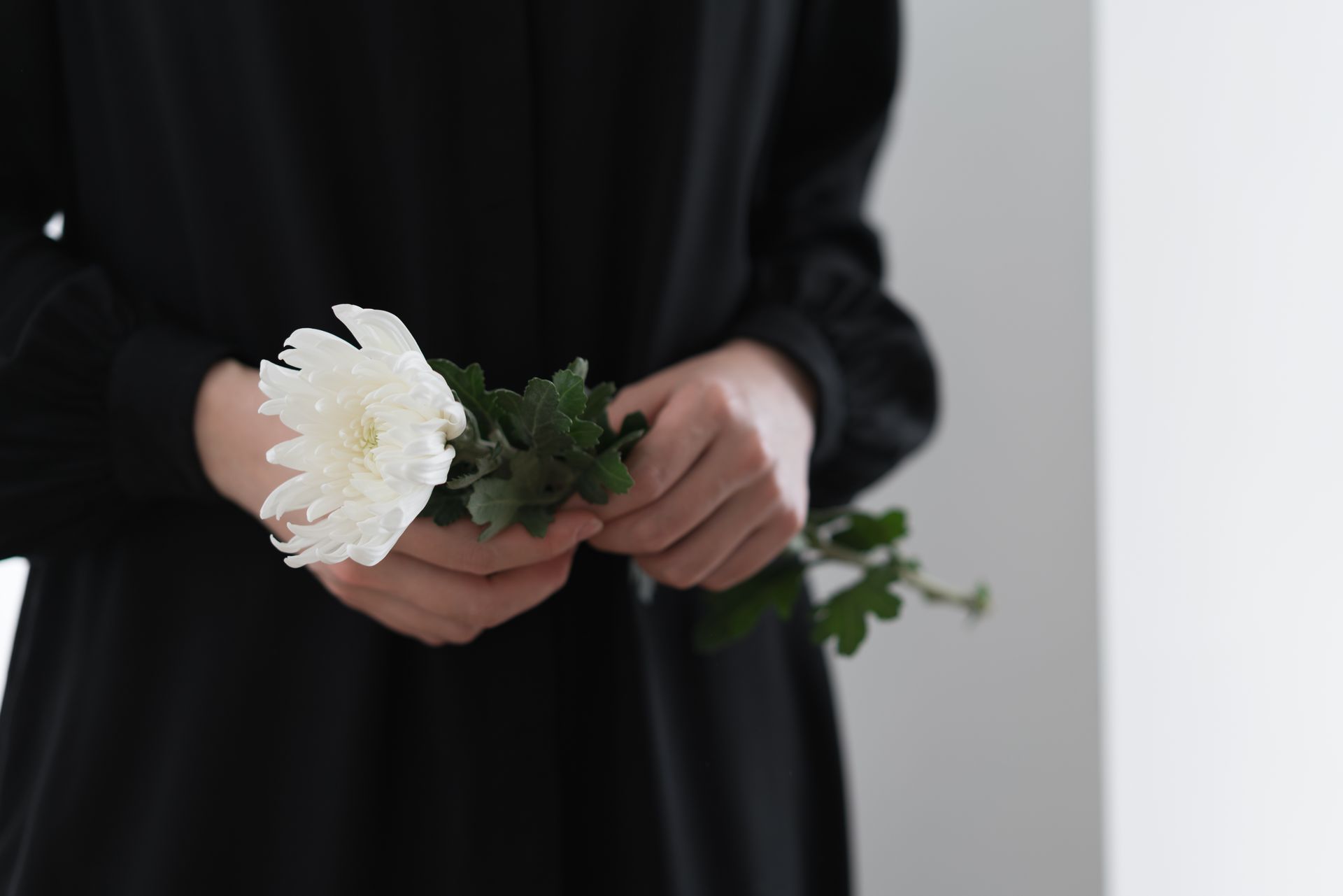 Person in black dress holding a white chrysanthemum against a white background.