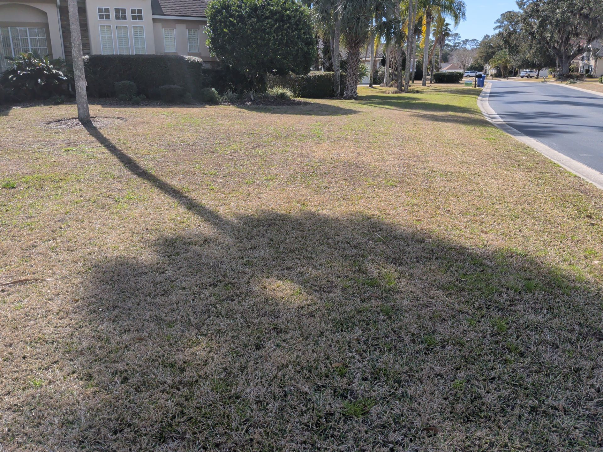 Lawn with brown grass, tree shadow, and a street. A house is in the background. Sunny day.