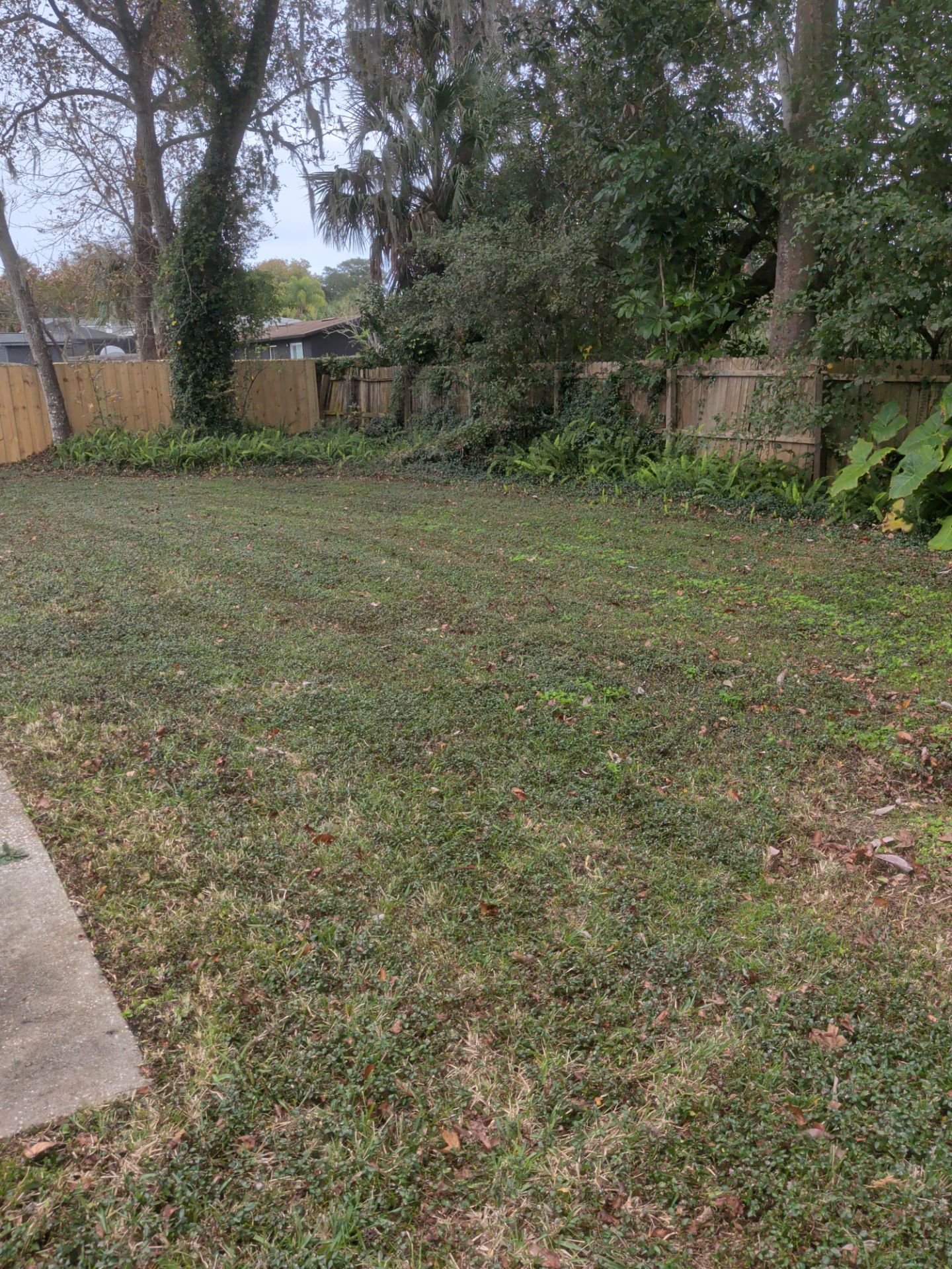 Green backyard with low ground cover, wooden fence, trees in the background, and a concrete slab on the left.