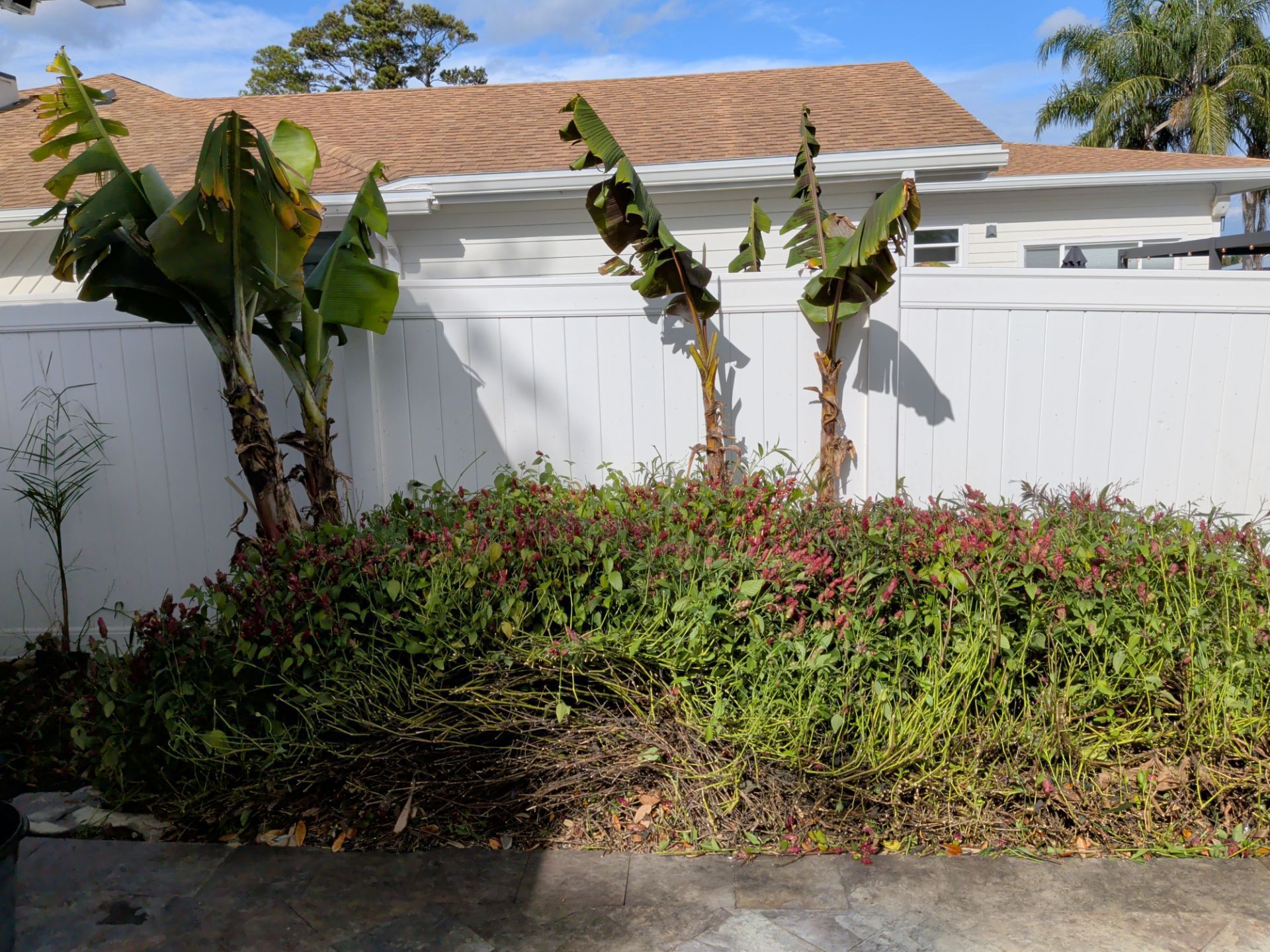 Banana trees and shrubs line a white fence, under a partly cloudy sky.