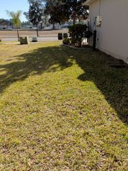 Lawn in sunlight, shadows from trees and house. Green and brown grass. House exterior on right.