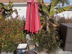 Closed red patio umbrella in overgrown garden, beside a woven storage box.
