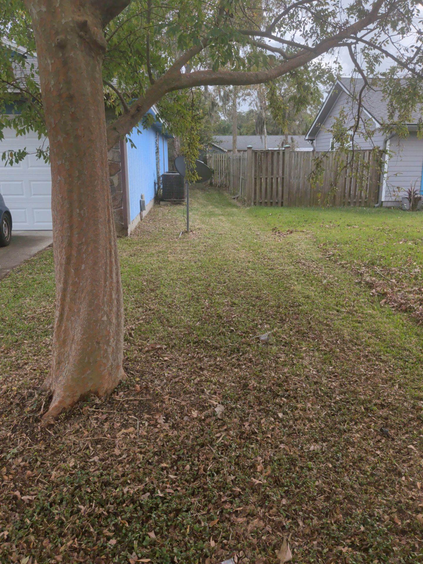 Tree trunk in front yard with grass and fence. A blue building sits to the left.