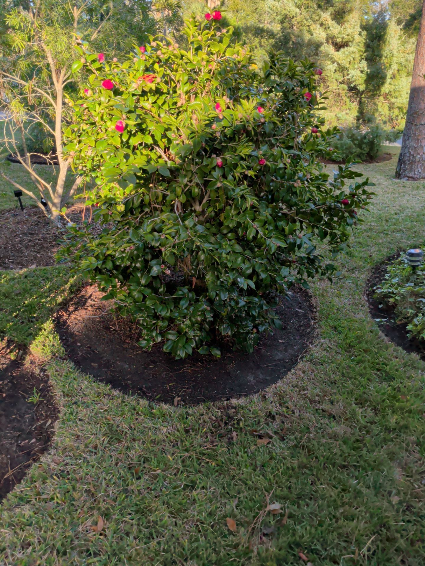 Green bush with red flowers in a garden bed surrounded by grass.