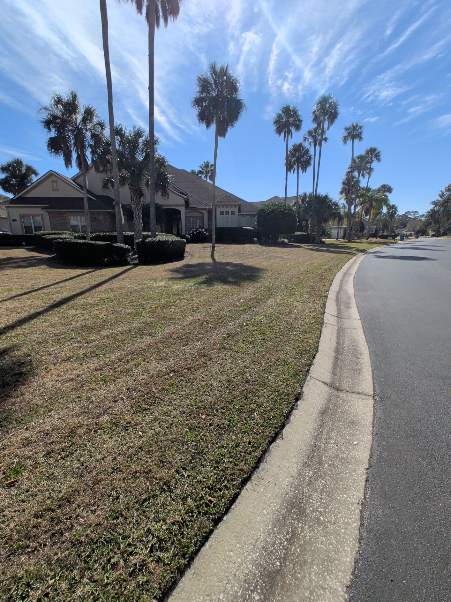 A suburban house with palm trees, brown grass, and a street curb on a sunny day.