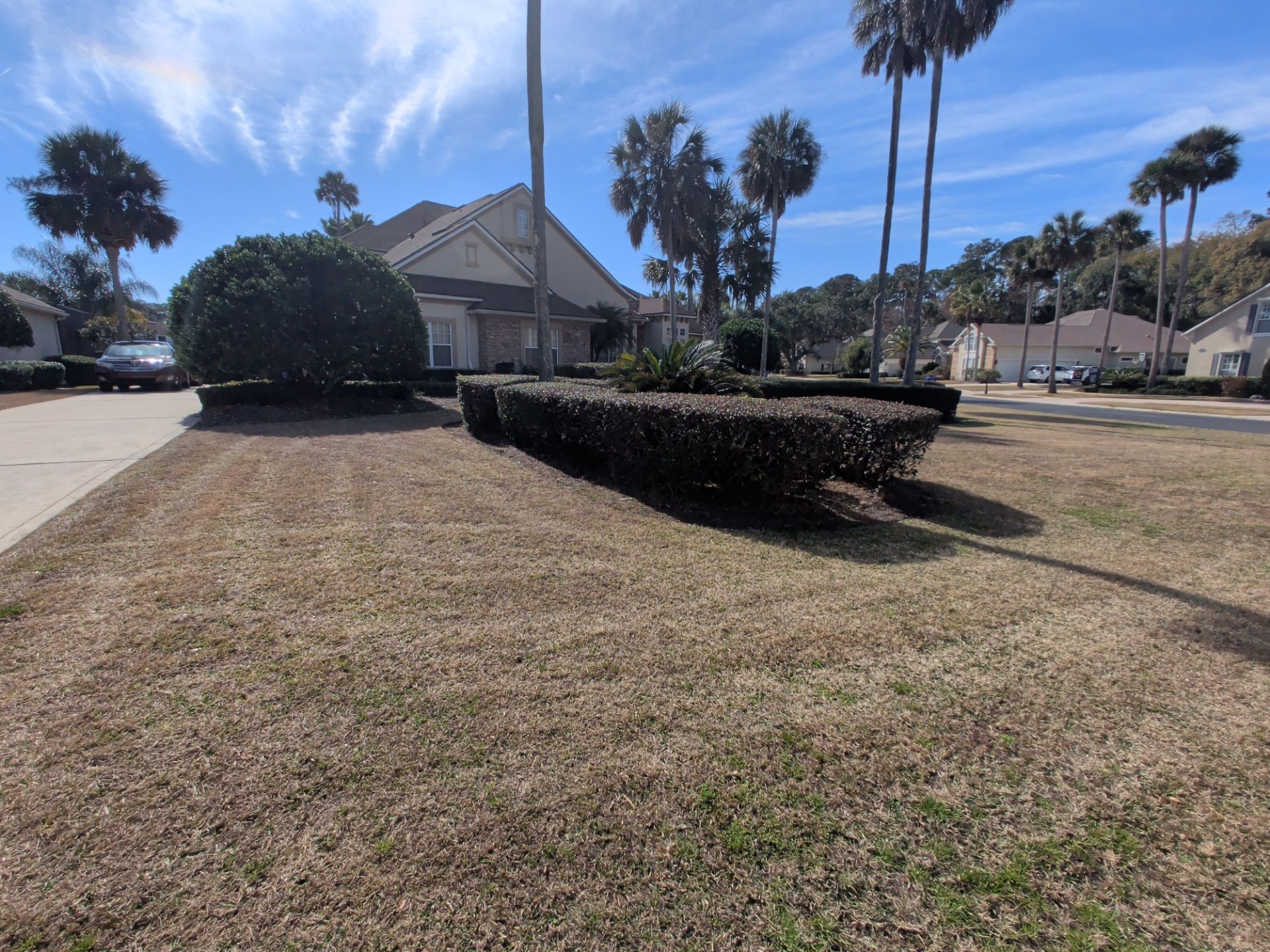 Lawn with brown grass, trimmed hedges, and a house with a blue sky in the background. Palm trees are visible.