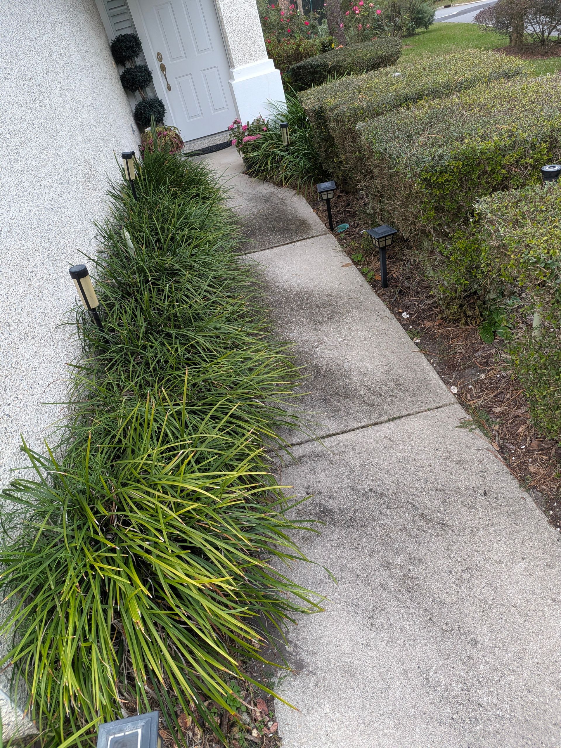 A concrete walkway beside a row of green bushes leads to a white door.