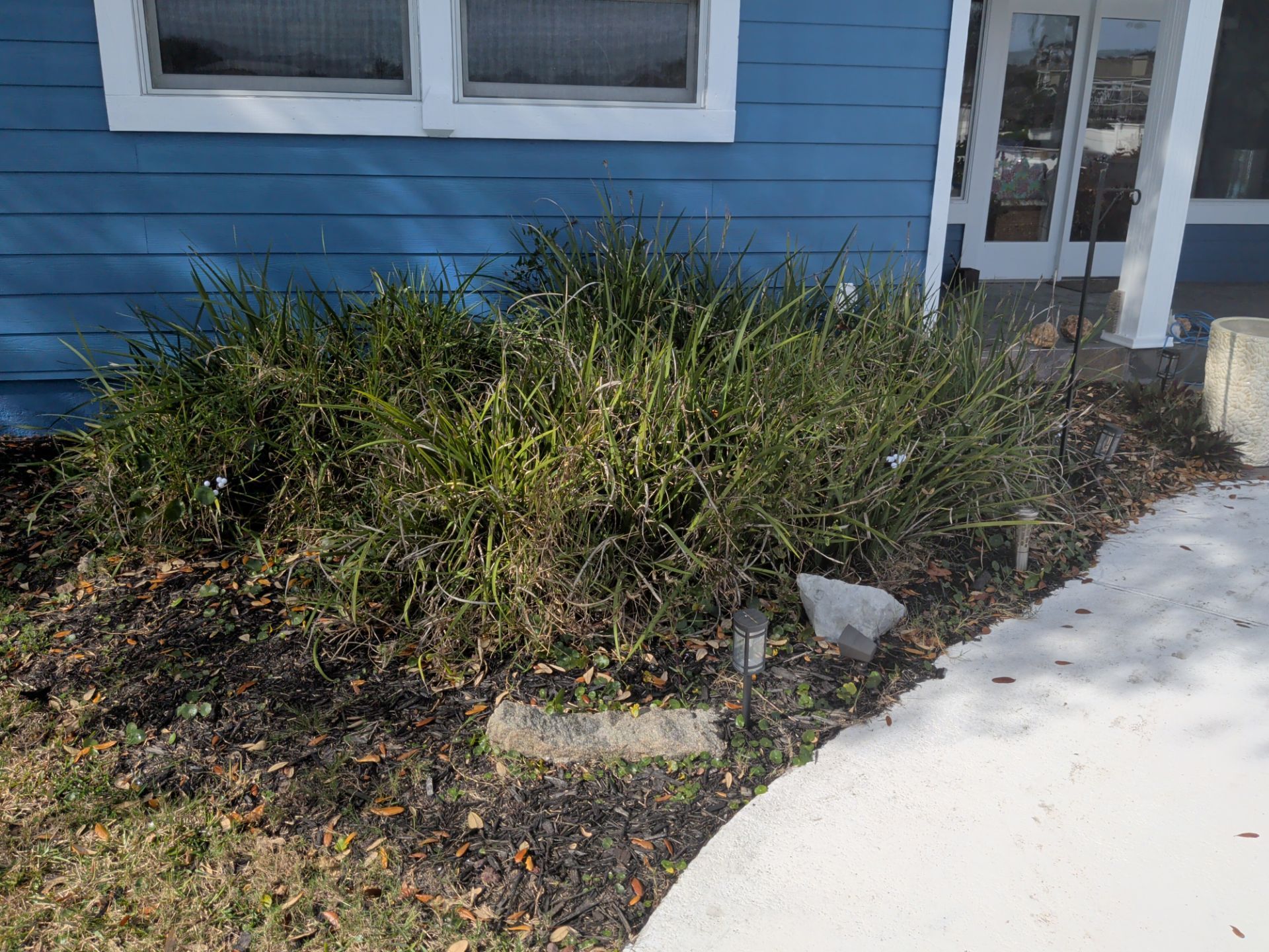 Blue house with overgrown green plants in front of a concrete sidewalk and window.