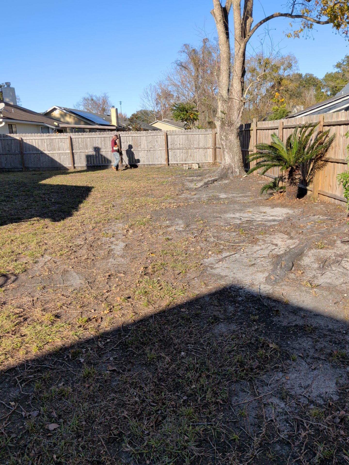 Person in backyard near a fence, clearing debris from a patchy lawn. Sunny day.
