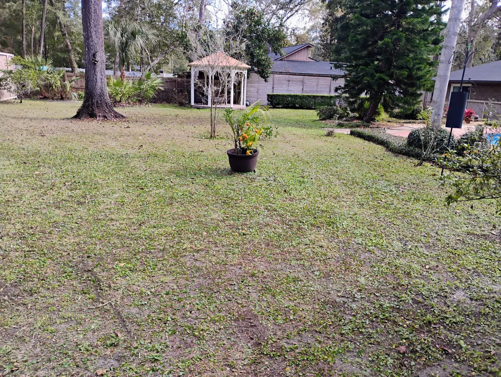 Backyard with gazebo, potted plant, trees, and patchy green grass.