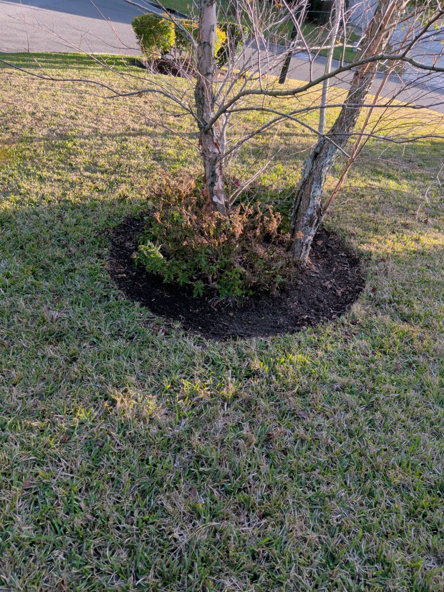 Tree with brown and green foliage, surrounded by a dark mulch ring, in a grassy lawn.