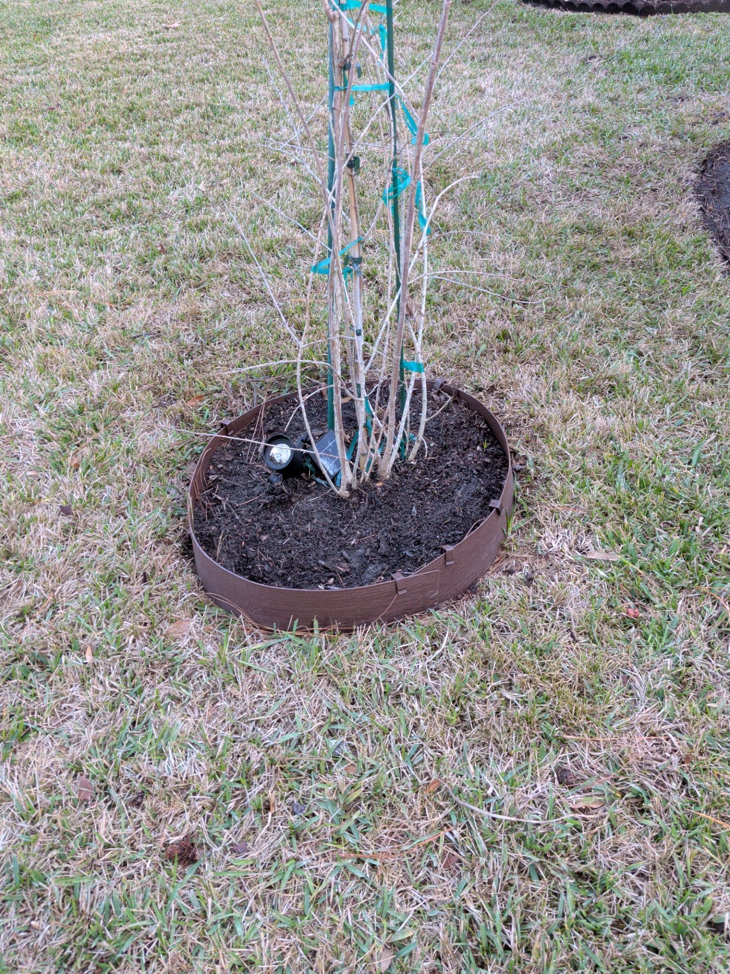 Plant with bare branches in a dark brown ring bed set in grass.