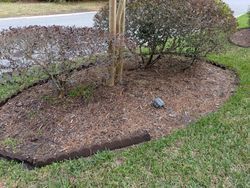 Tree surrounded by brown mulch in a landscaped yard, edged with dark border, next to a grassy lawn.