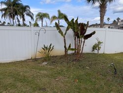 A backyard scene with green grass, a white fence, and various plants, including banana trees.