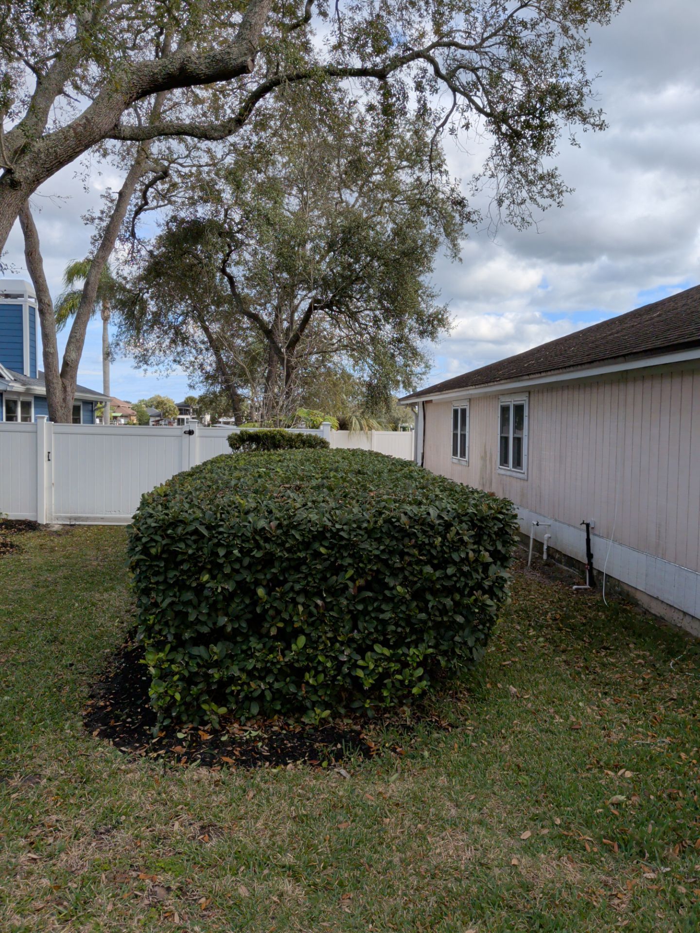 Green, trimmed bush in a backyard setting near a light-colored house and fence under a cloudy sky.