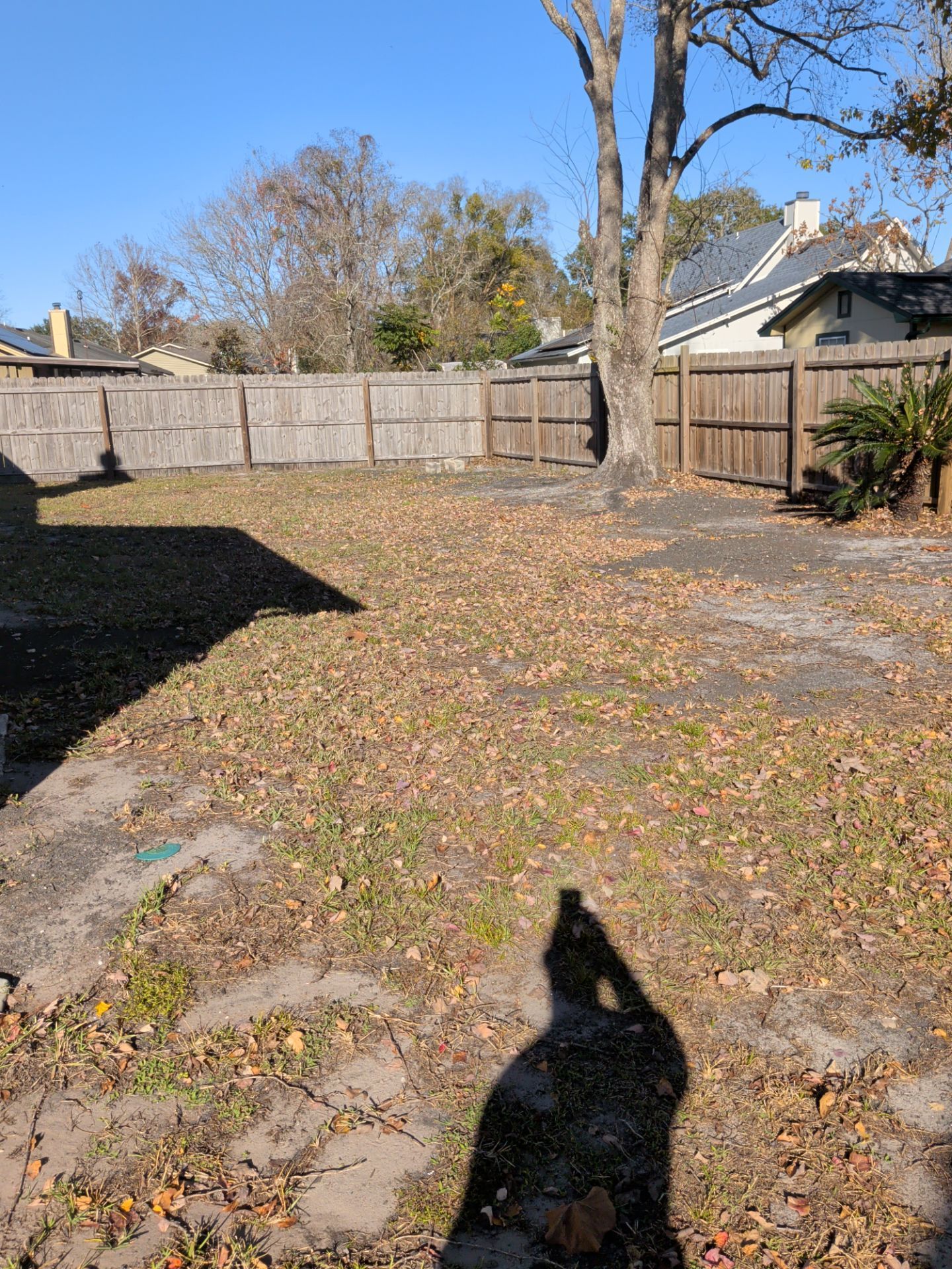 Backyard with brown fence, fallen leaves, and a tree in sunlight.