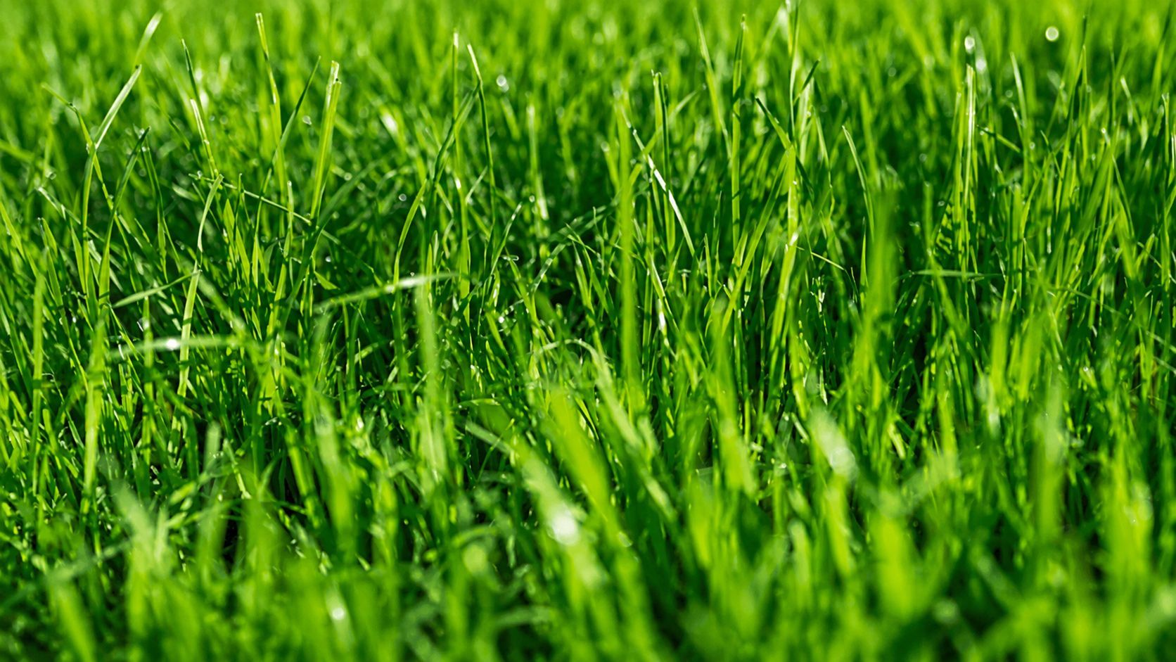 Close-up of lush green grass blades swaying in sunlight.