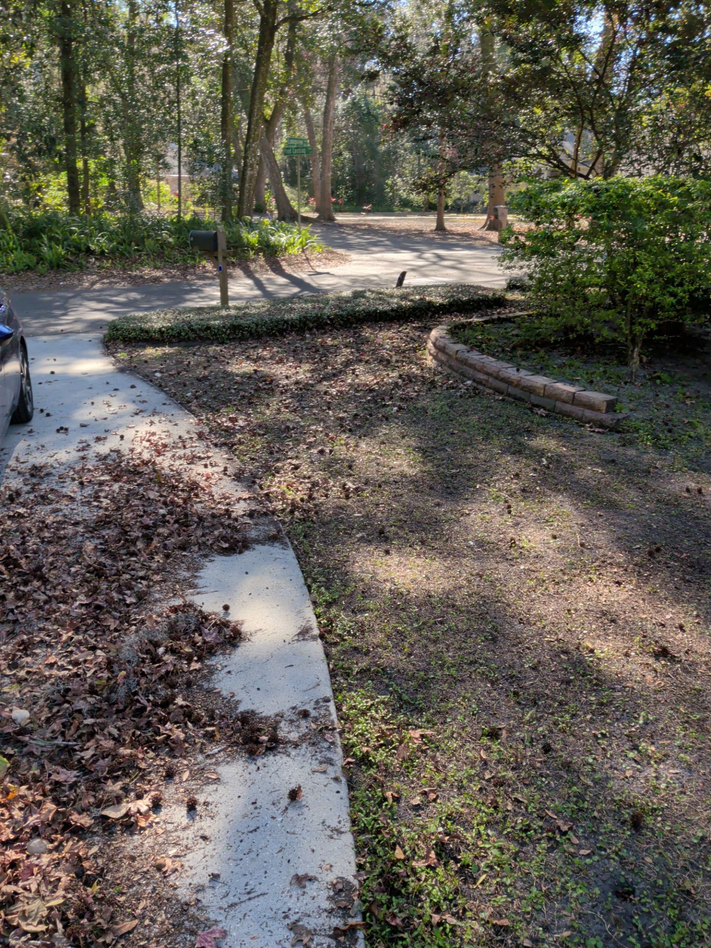 Pathway with leaves and landscaping. Trees in the background, concrete and grass in the foreground.