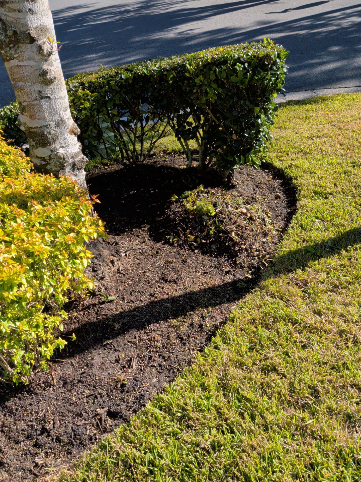 Tree trunk and dark mulch in a garden bed, bordered by green grass and a trimmed hedge.