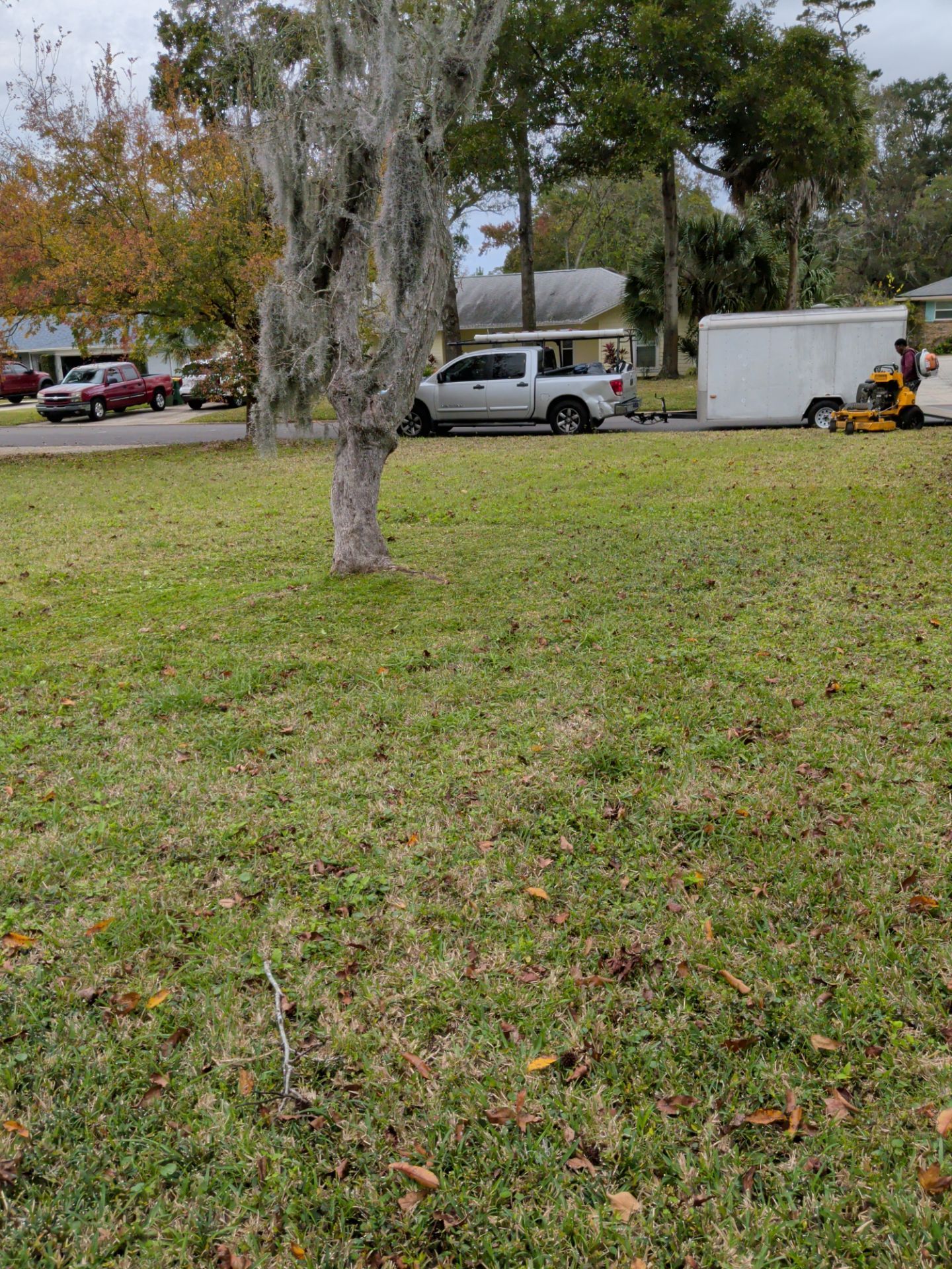 A tree draped in Spanish moss in a grassy yard. A pickup truck pulls a trailer; houses in the background.