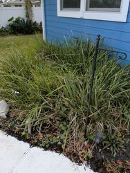 Blue house with overgrown green grass and a black sign holder.