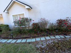 Flower bed with red roses and a stepping stone path in front of a white house.