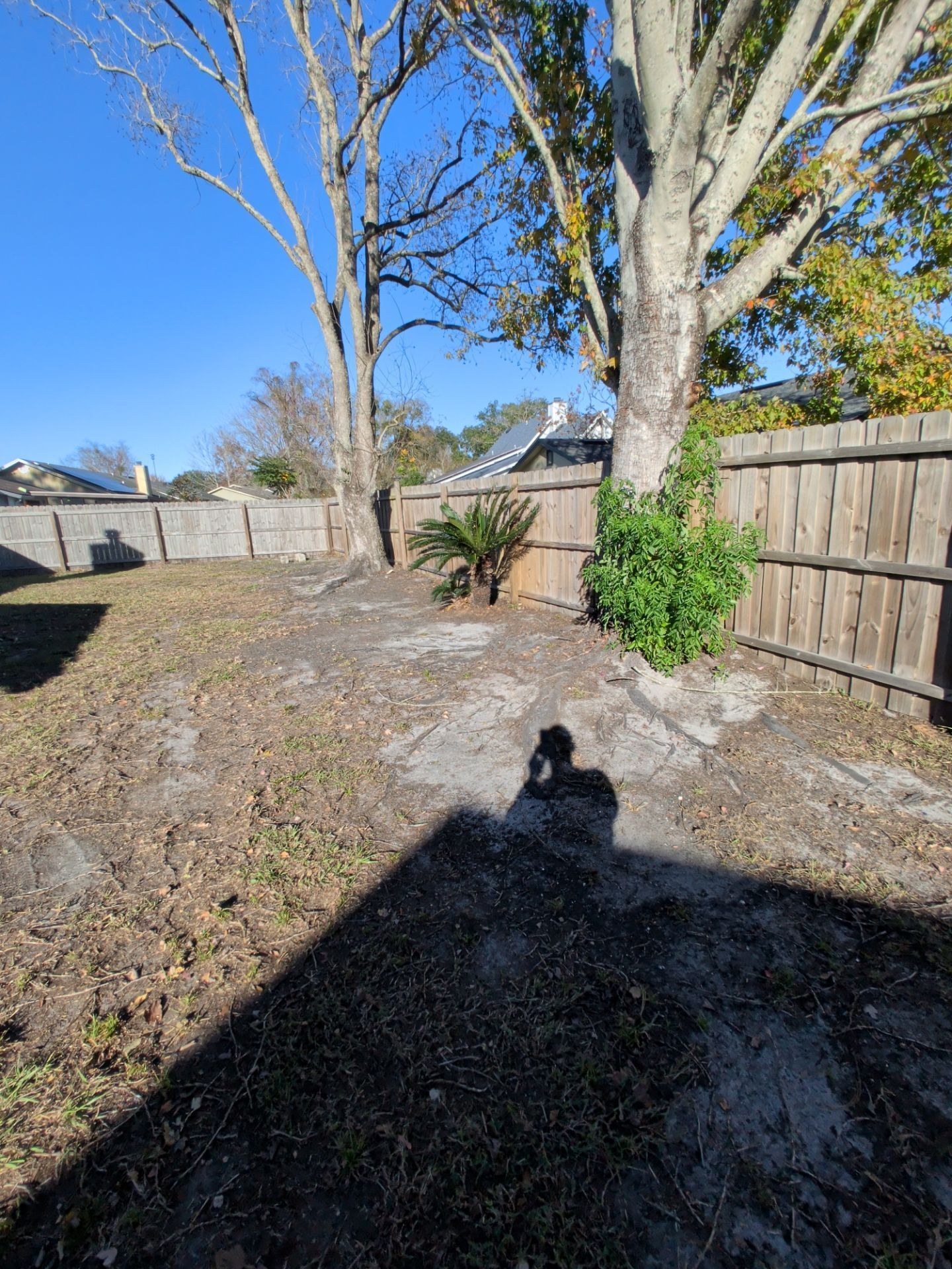 Backyard with fence, trees, and small palm tree. Sunny day with shadow in the foreground.