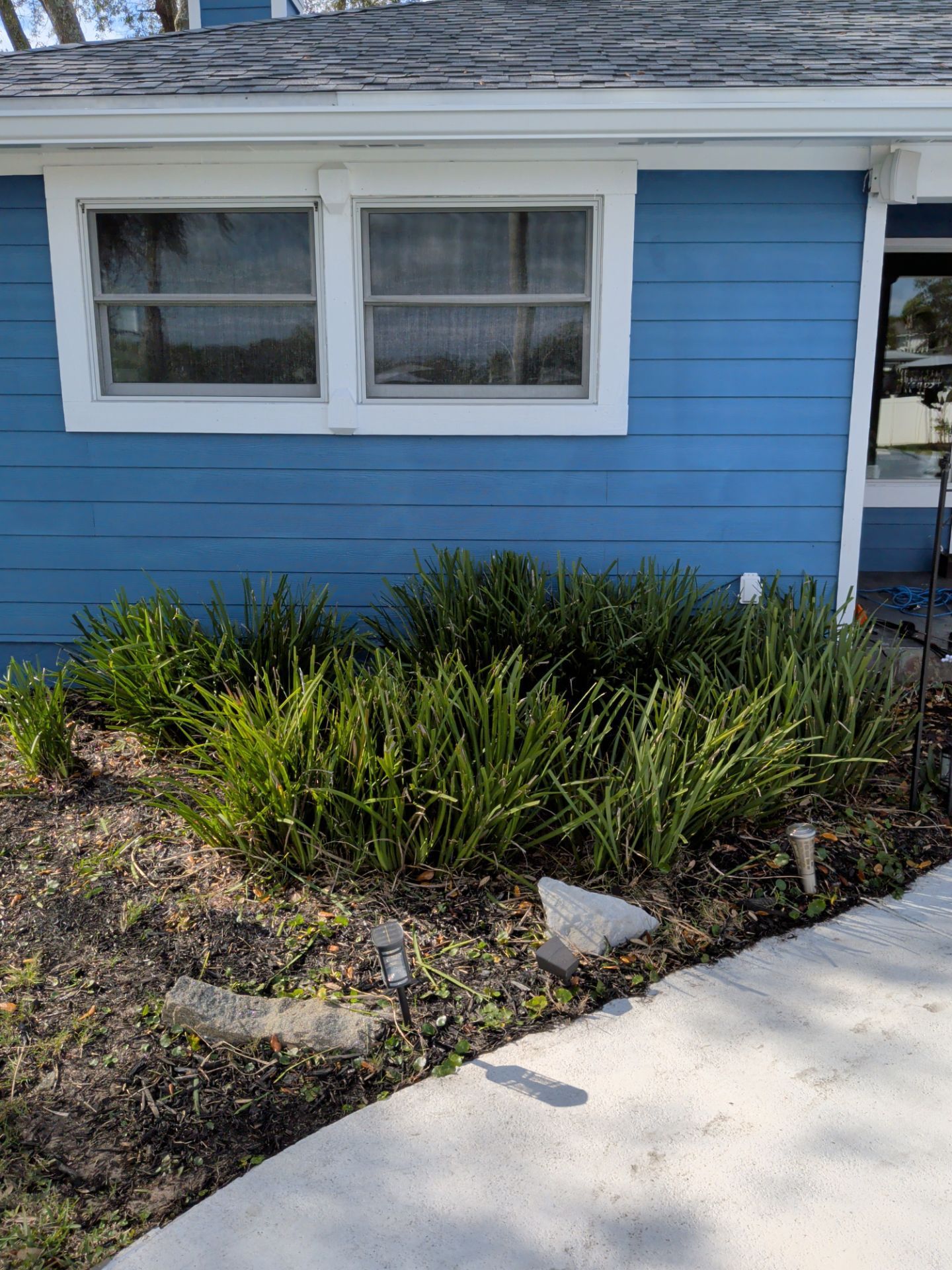Blue house exterior with windows above a bed of green plants. A concrete walkway is in the foreground.