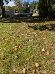 Green grass covered with fallen leaves; a truck parked on a street.