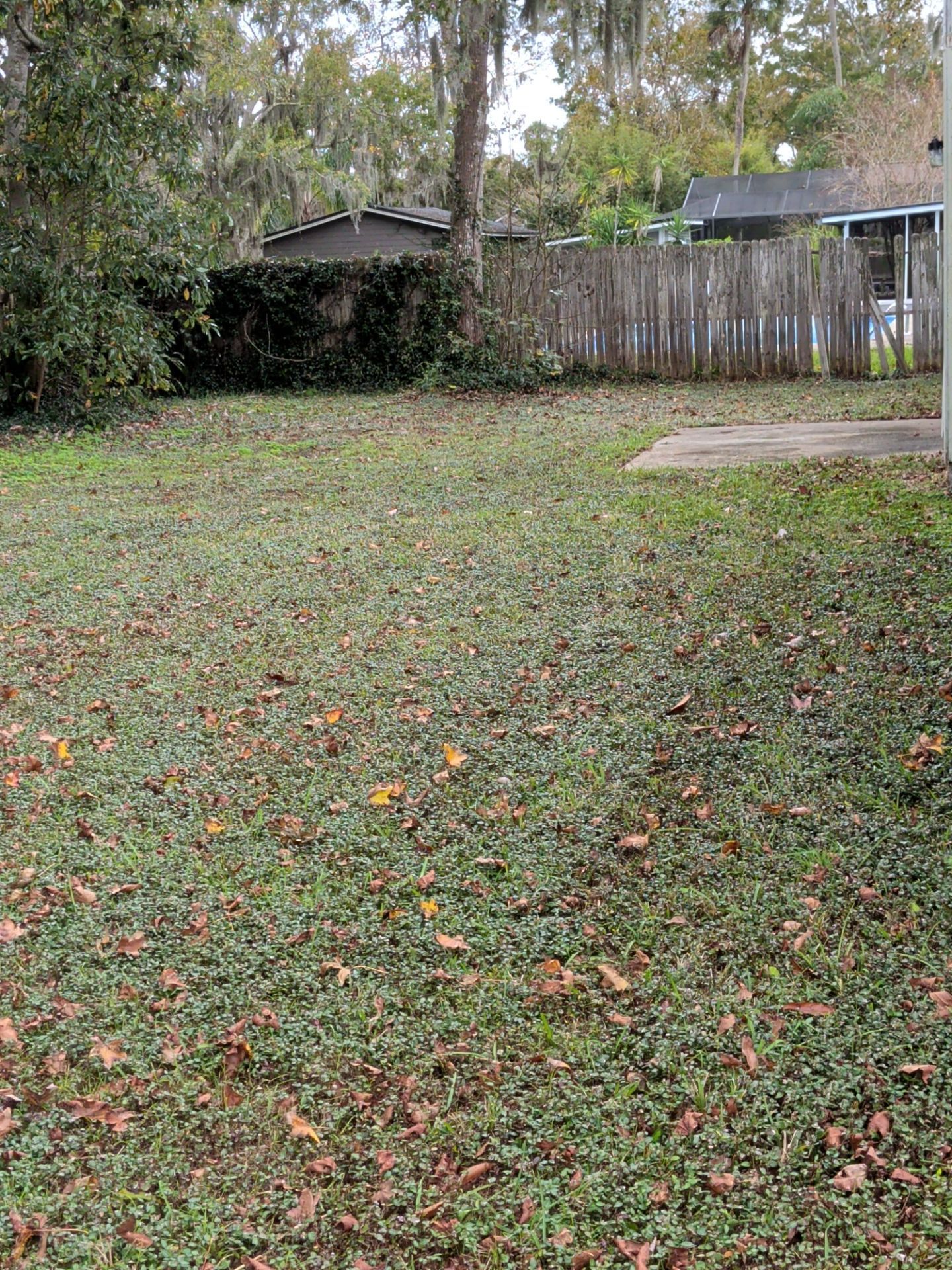 A backyard covered in green ground cover and fallen leaves, bordered by a wooden fence and trees.