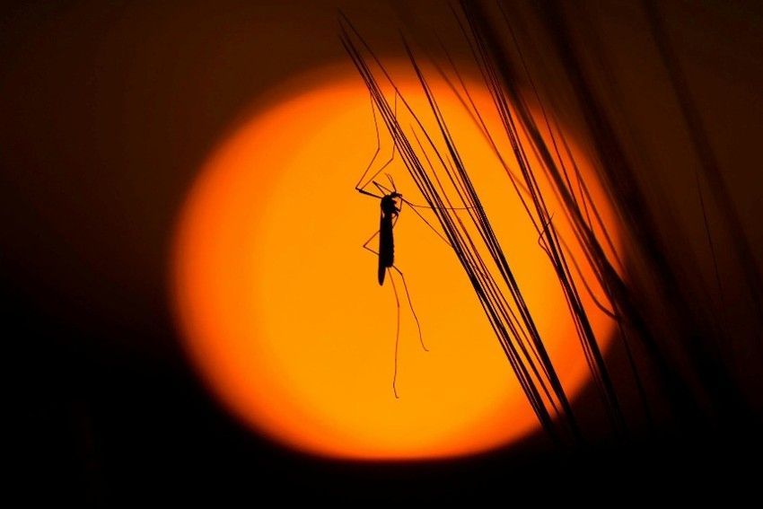 Mosquito silhouetted against a bright orange sunset, with dark grasses in the foreground