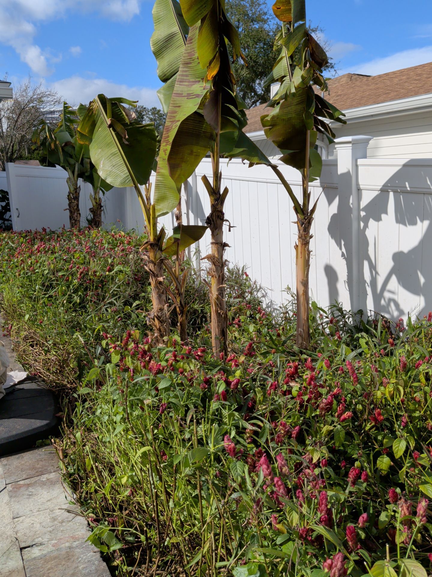 Banana trees behind red flowering plants and a white fence.