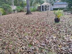 Backyard covered in brown fallen leaves with a gazebo and potted plant.
