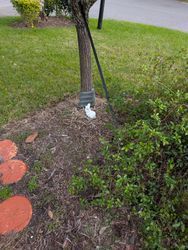 Tree trunk with a protective support next to a bush on a patch of mulch and grass.