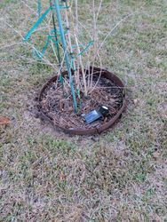 A plant in a metal ring, surrounded by grass and a trellis. A small tool rests inside the ring.