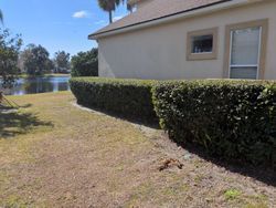 Green hedge along a beige house, with a pond and blue sky in the background.