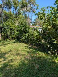 Green grassy yard with dense bushes and trees in sunlight.