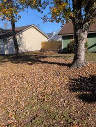 Yard covered in fallen leaves, with trees and houses visible in background on a sunny day.