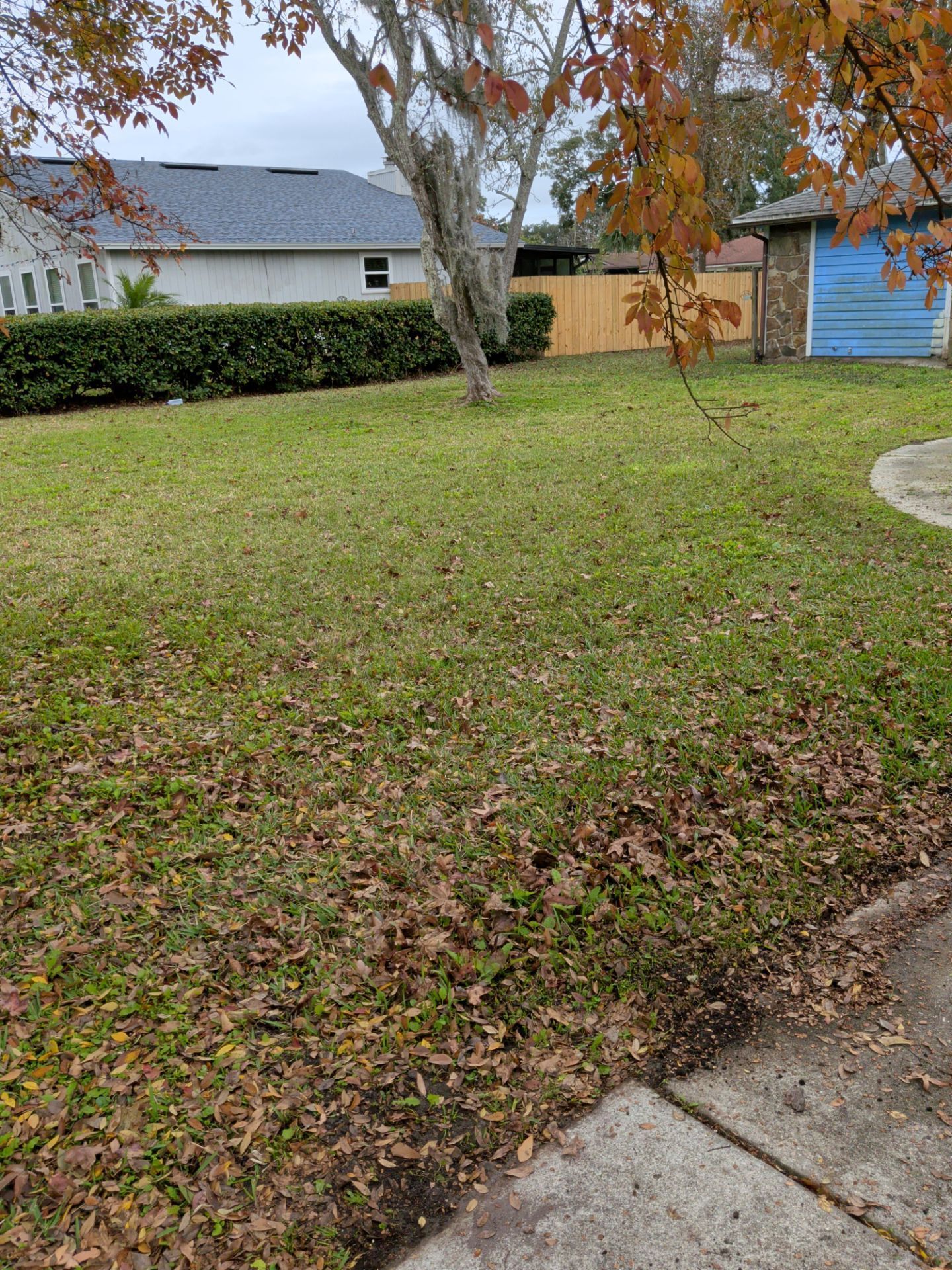Lawn covered in brown leaves; tree in the center with a house and hedge in the background. Cloudy day.