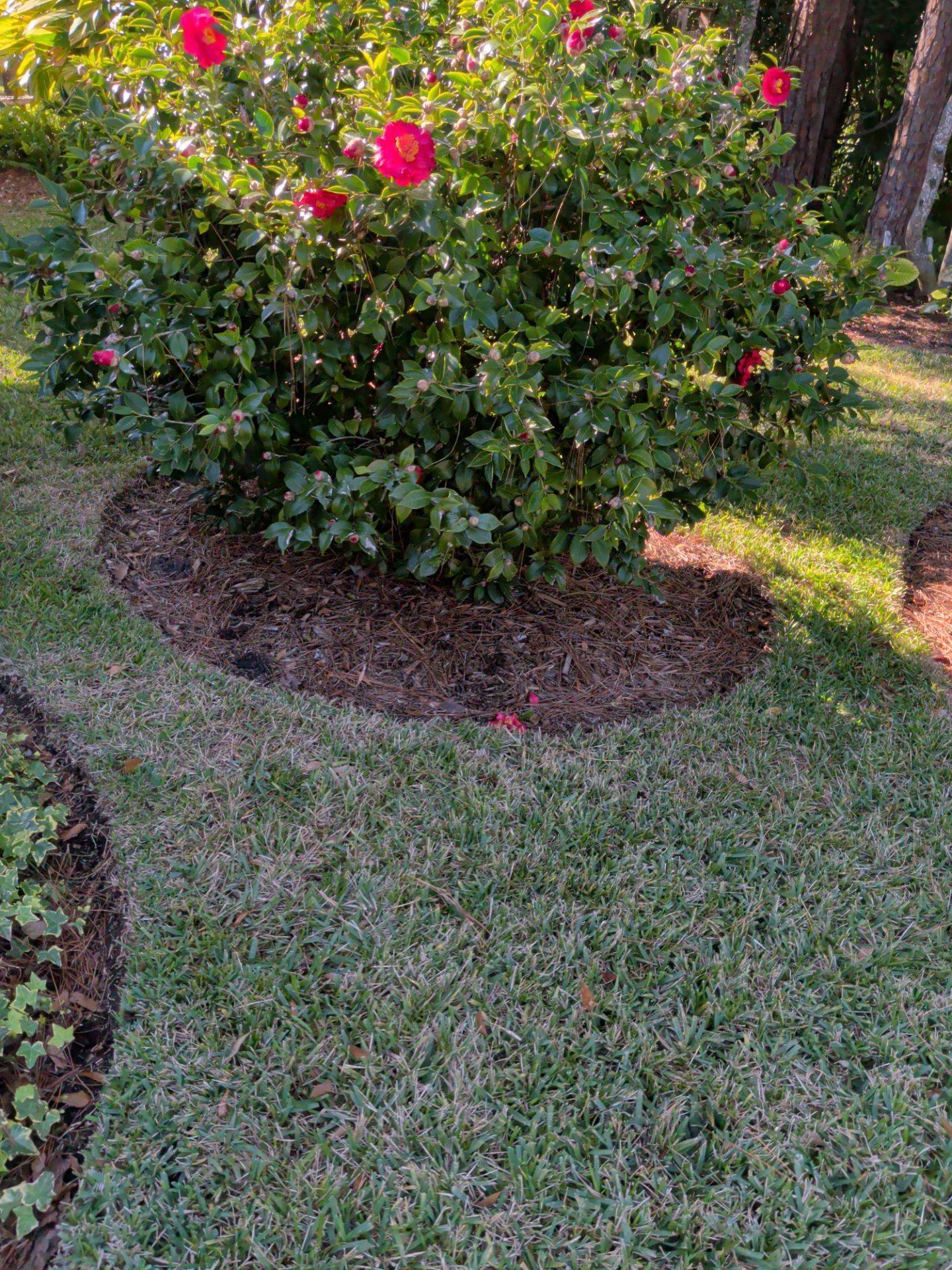 A green bush with red flowers sits in a mulched circle on a lawn.