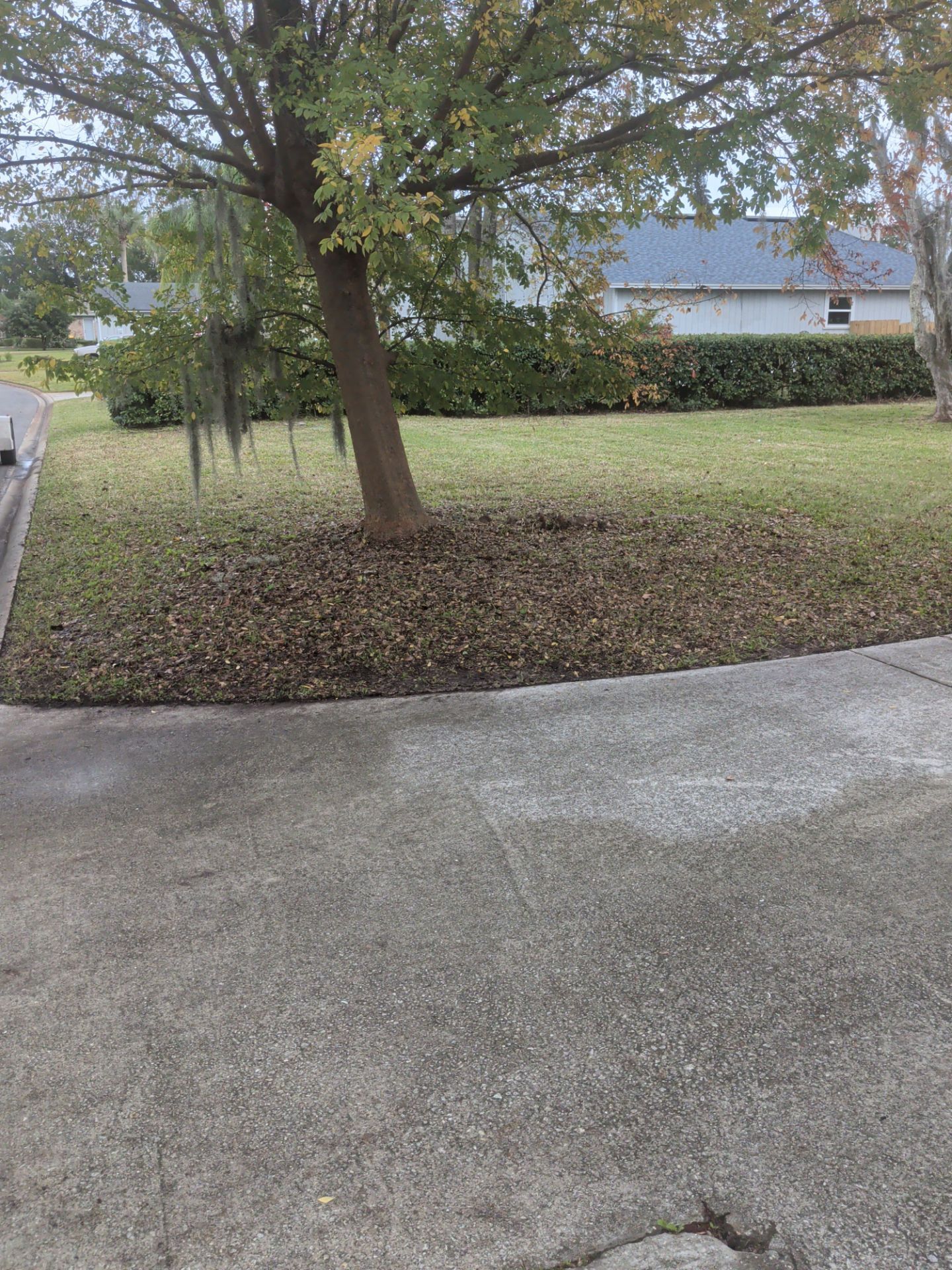 Tree with brown leaves at its base on grass next to a concrete driveway.