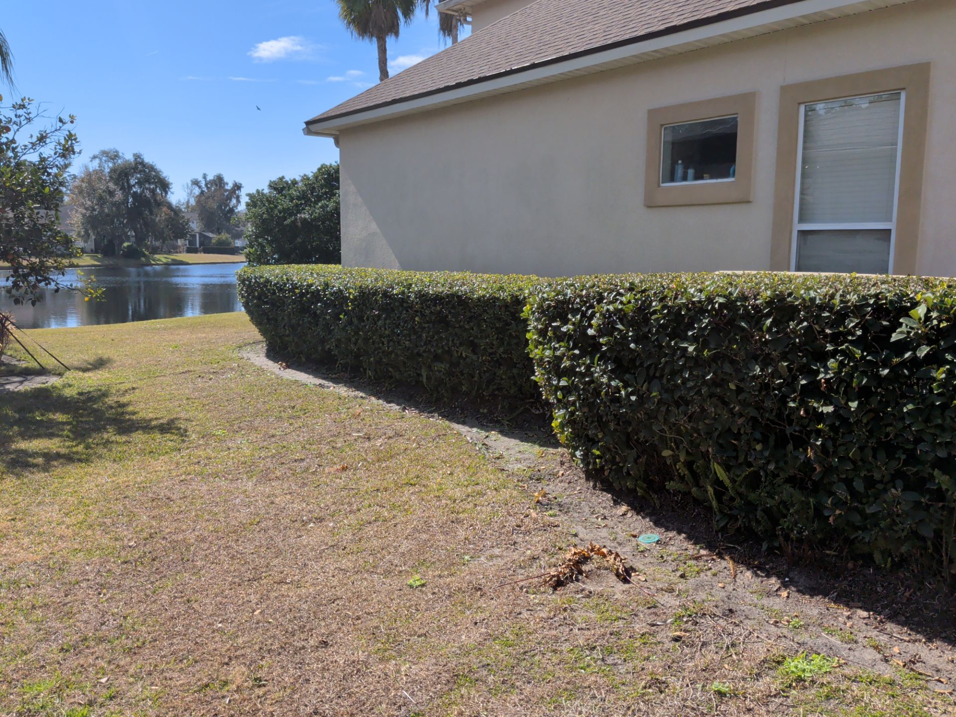 Green hedge in front of a tan house beside a pond. Sunny day with blue sky.