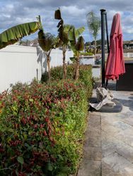 Green hedge row with red berries, palm trees, and a closed red umbrella.