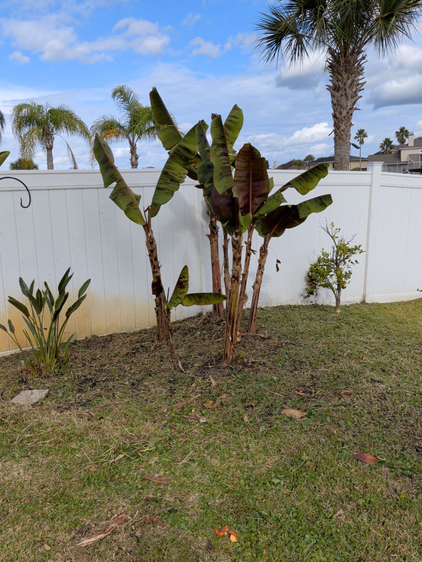 Banana trees in front of a white fence and palm trees, with grass and cloudy blue sky.