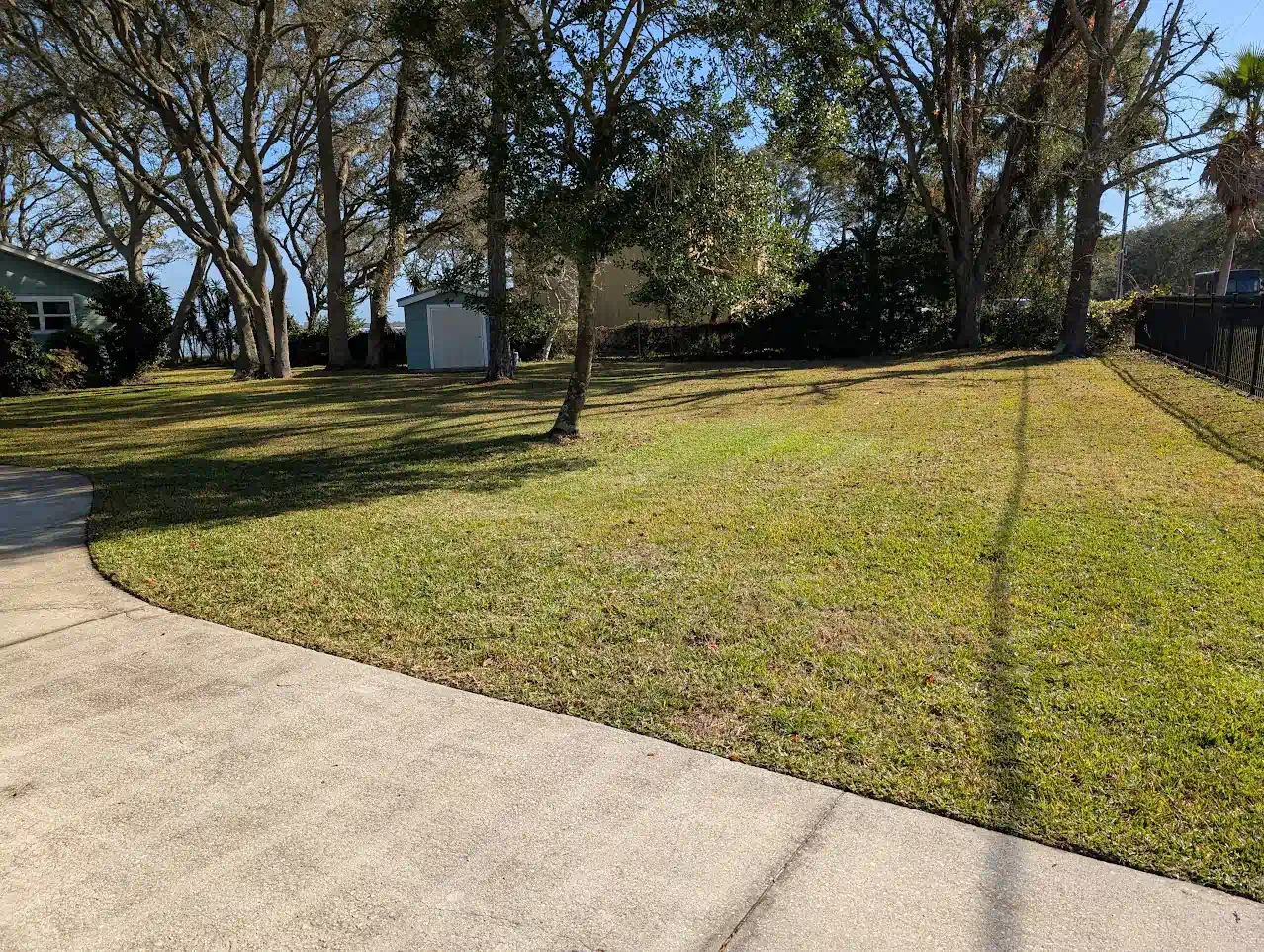 Grassy yard with a sidewalk in the foreground, trees and a shed in the background. Bright sunny day.