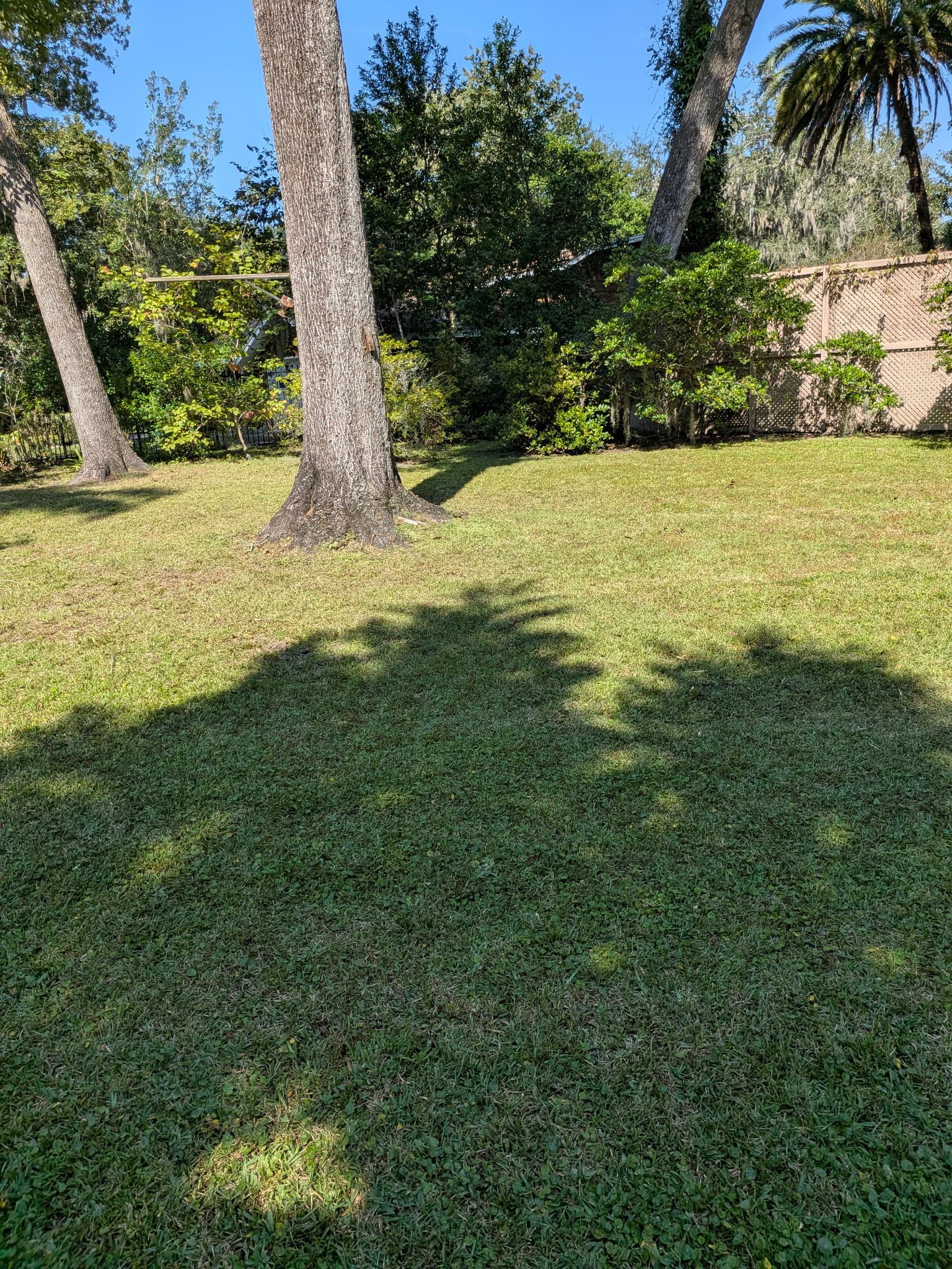 Lush green lawn with tree trunks casting shadows on a sunny day.